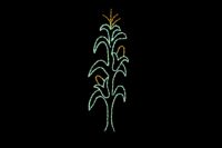 Corn stalk fall/harvest light display